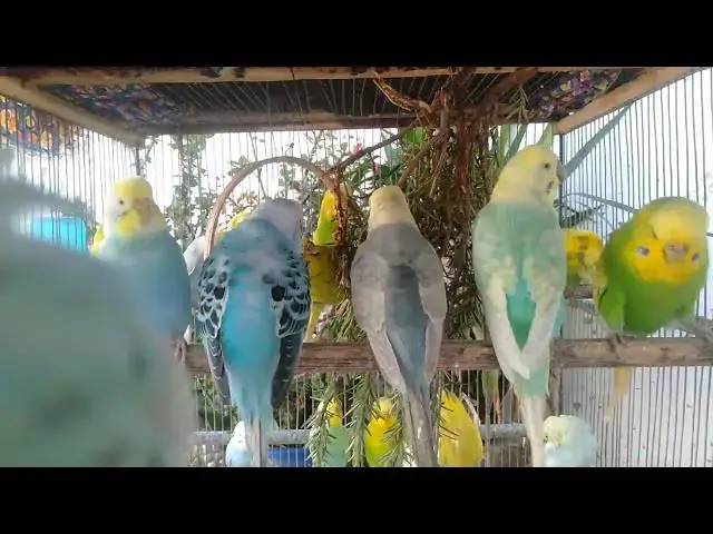 Video thumbnail for Cute Budgie Couple ππ¦ Love, Joy & Soft Bird Sounds