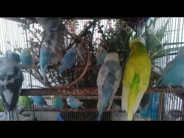 Video thumbnail for 🛋️ Background Budgie Chirping While Working From Home – Increase Productivity 💼 #WFH