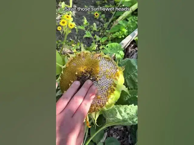 'Video thumbnail for 🌻🌱 How to Save Sunflower Heads & Seeds | Easy Garden Guide'