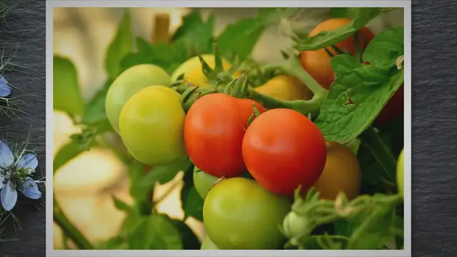 'Video thumbnail for Tomato Leaves Pointing Up - Types, Causes, and Care'