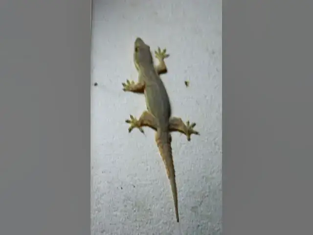 Video thumbnail for The gecko​ lizard wait eat food 🦎#gecko #geckos #reptiles #lizard #exoticpet #Tuko