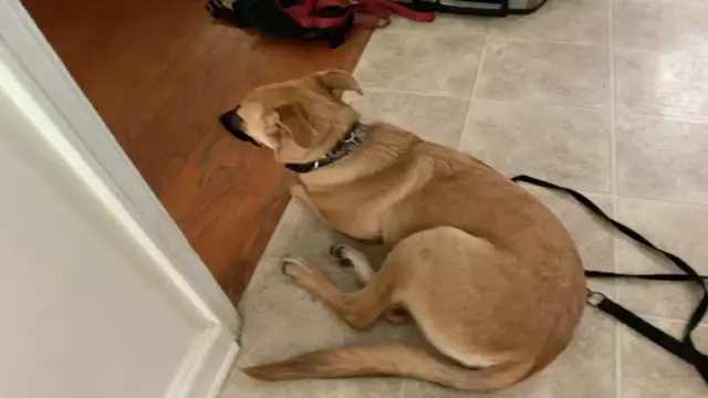 'Video thumbnail for My dog Max'