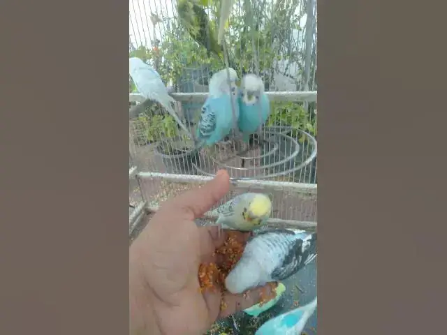 Video thumbnail for This Tiny Budgie Has Amazing Colors 😍💙