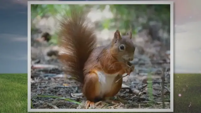 'Video thumbnail for Eichhörnchen Männchen erkennen'