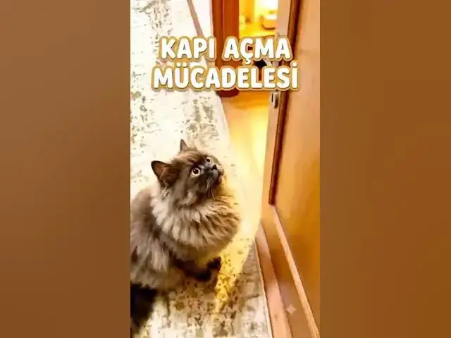 Video thumbnail for Kedim Duman kapalı kapılara neden bu kadar düşman? 😂 #shorts