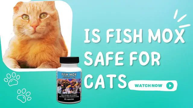 'Video thumbnail for Is Fish Mox Safe For Cats?'