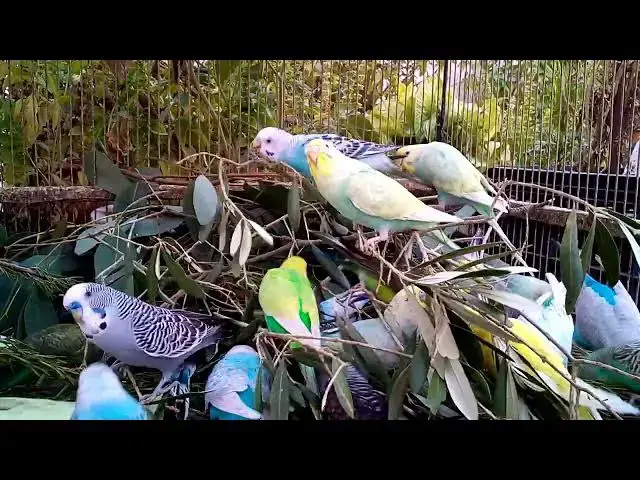 'Video thumbnail for 【癒し100%】静かな午後とさえずるインコの時間🎵'