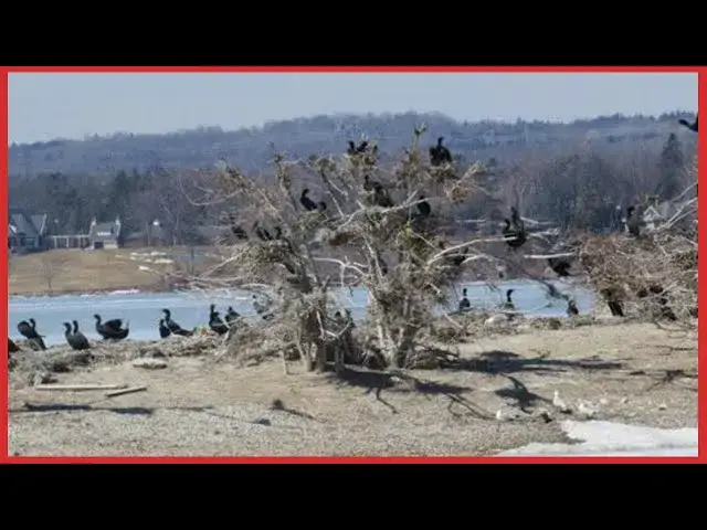 Video thumbnail for Ontario minister announces annual cormorant fall hunting season