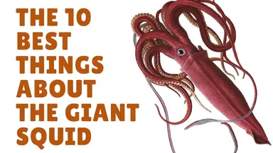 'Video thumbnail for The Giant Squid Facts | Squid Facts'