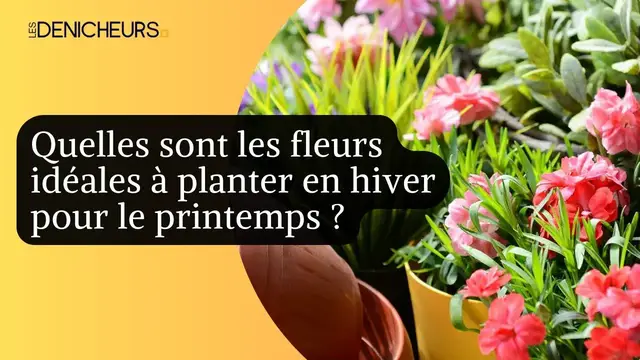 Video thumbnail for 🌹​🌻​​Quelles sont les fleurs idéales à planter en hiver pour le printemps ? 🌷​🪻
