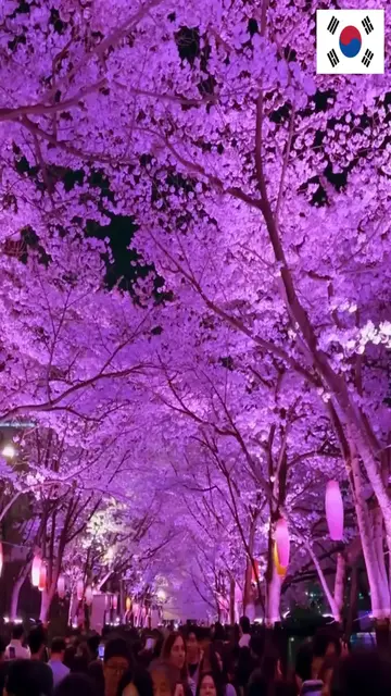 Video thumbnail for 🌸 Seokchon Lake Cherry Blossoms at Night Are Pure Magic
