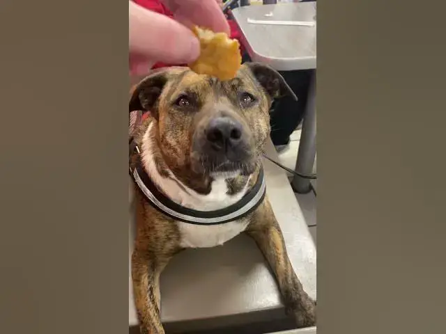 'Video thumbnail for Chicken Nuggies! #dog #dogs #chickennuggets'