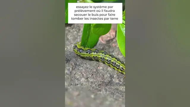 Video thumbnail for 🐛 Pyrale du buis : comment se débarrasser de cette chenille ?🌿 ☘️