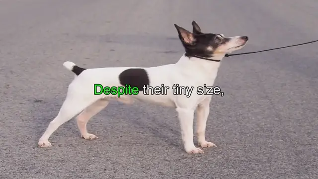 Video thumbnail for Adorable Toy Fox Terriers: The Perfect Playful Companions