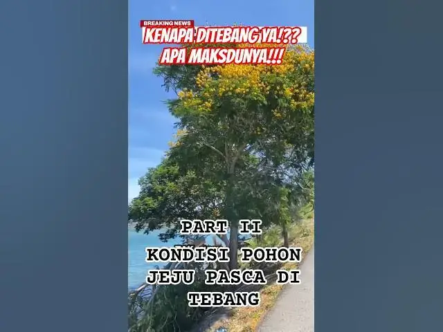 'Video thumbnail for PART 2 - KONDISI "POHON JEJU" PASCA DITEBANG #pohonasan #pohonangsana #pohonjejuaceh #pohonacehviral'