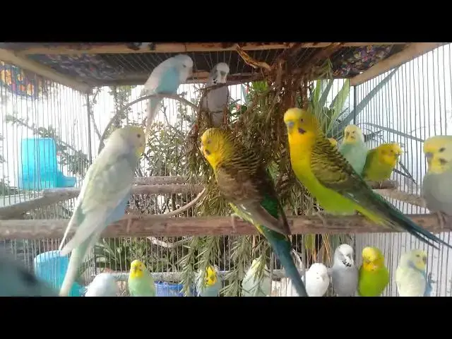 Video thumbnail for Funny Budgies Having Fun 😂🐤  Sweet Sounds That Make You Smile