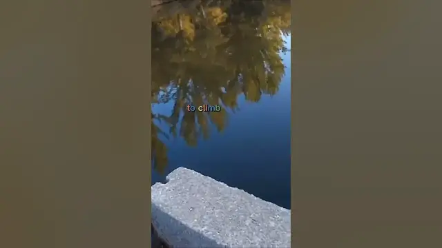 Video thumbnail for Fishing Joke 66 #jokes #fishingjokes #humor #joke