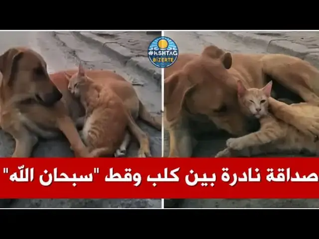 'Video thumbnail for شاهد بالفيديو: صداقة غير متوقعة بين كلب وقط في تونس تدهش المتابعين'