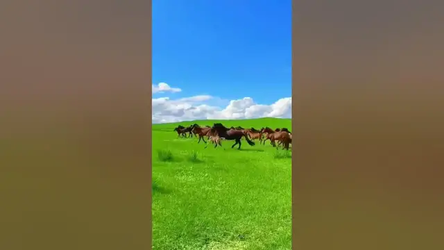 Video thumbnail for خيول في منظر جميل