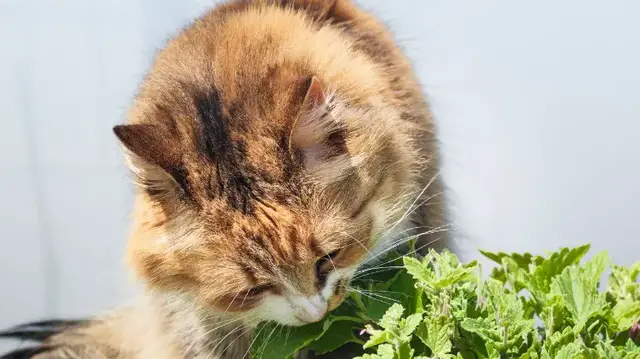Video thumbnail for Natural Flea-Repelling Plants Every Pet Owner Should Grow