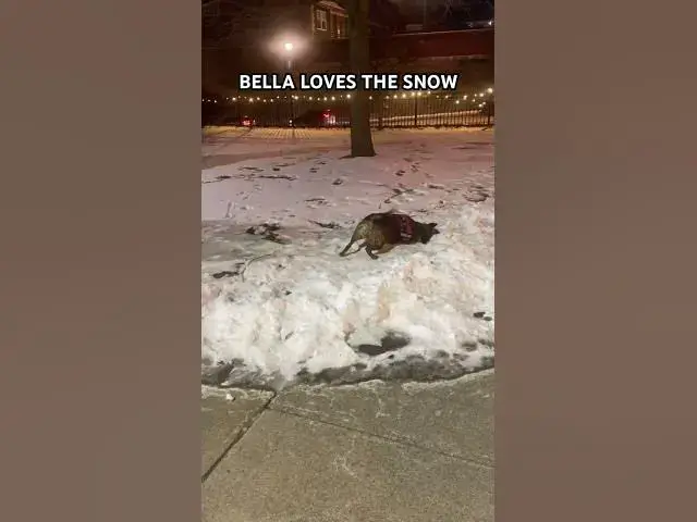 'Video thumbnail for Bella loves the snow… #dog #dogs #snow'