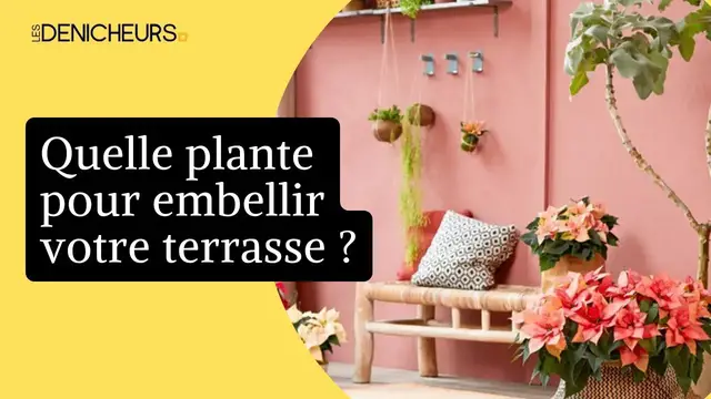 Video thumbnail for 🎍 Quelle plante dans un pot d'extérieur pour embellir votre terrasse ?  🌿 🌵