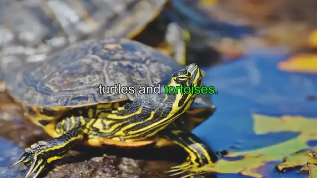 Video thumbnail for Ultimate Guide: Buying a Turtle or Tortoise (Breeders & Tips)