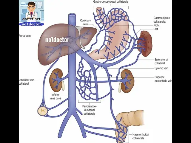 Video thumbnail for Portal Vein and its tributaries /Anatomy Tutorials/Portal Venous System & Porto-Caval Anastomosis