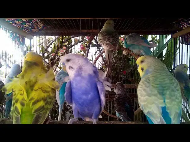 'Video thumbnail for 🦜 色とりどりのインコたちを静かに見守る2分'