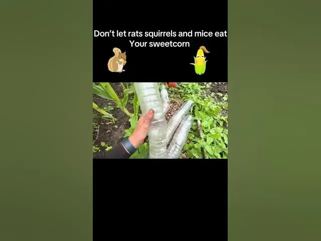 'Video thumbnail for 🚫 Protecting Sweetcorn from Mice & Rats | Top Allotment Tips'