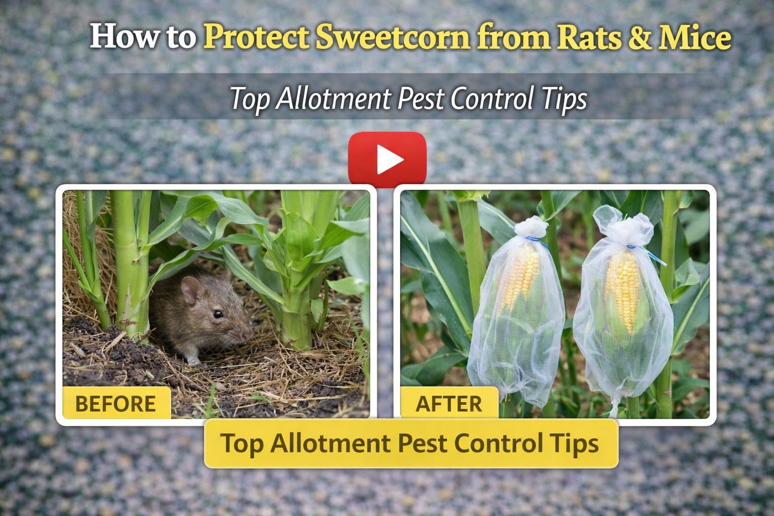 Video thumbnail for How to Protect Sweetcorn from Rats & Mice | Top Allotment Pest Control Tips