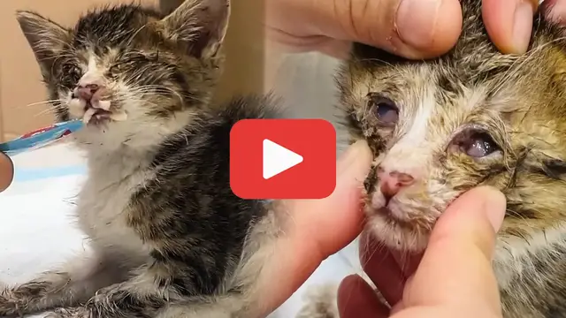 Video thumbnail for Blind Stray Kitten Struggled to Survive—Until a Kind Girl Stepped In