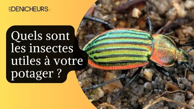 Video thumbnail for 🦋 Quels sont les insectes utiles à votre potager ? 🐞