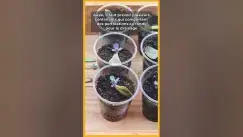 Video thumbnail for ☘️🪴BOUTURES DE PLANTES :  Les secrets importants pour les réussir ! 🌿