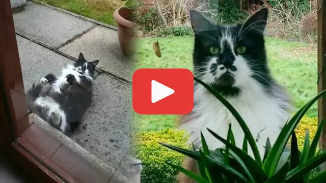 Video thumbnail for Five Years of Waiting—The Cat Who Chose His Family