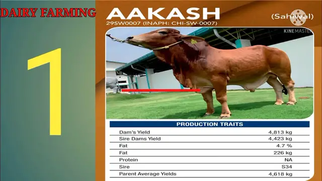 Video thumbnail for TOP 10 SAHIWAL BULL