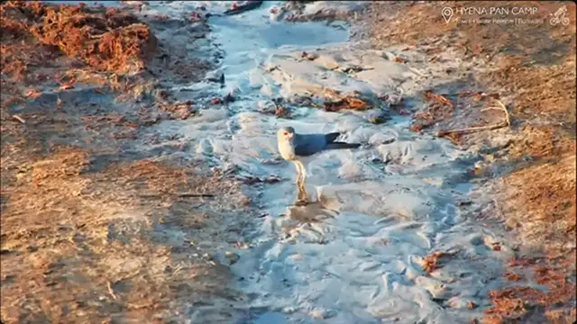 Video thumbnail for Lovely 99% sure a Shikra at Hyena Pan