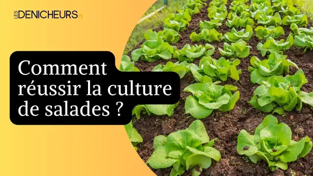 Video thumbnail for 🥗 Comment réussir la culture de salades ? 🥦