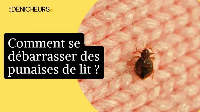 Video thumbnail for 🕷️ Des punaises de lit dans la maison : les astuces pour s'en débarrasser 🏡
