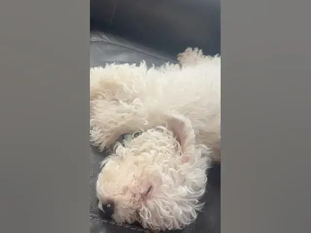 Video thumbnail for I love naps #shorts