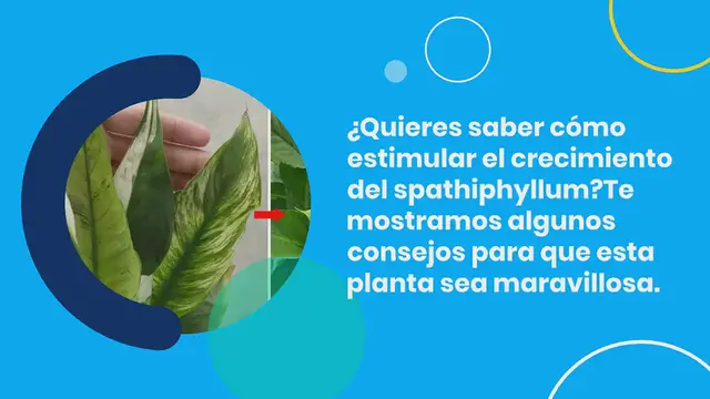 Video thumbnail for Cómo estimular el crecimiento de la espáfilia: para que crezca sana y rebosante de flores