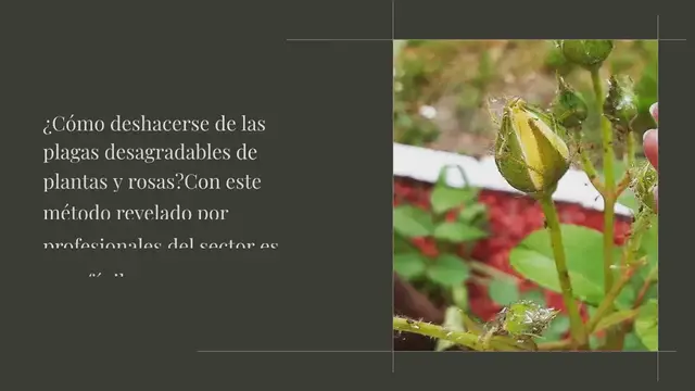 Video thumbnail for Salva las rosas y otras plantas de plagas odiosas: protégelas solo de esta manera