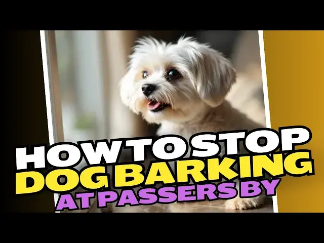 Video thumbnail for How To Stop Dog Barking At Passers By