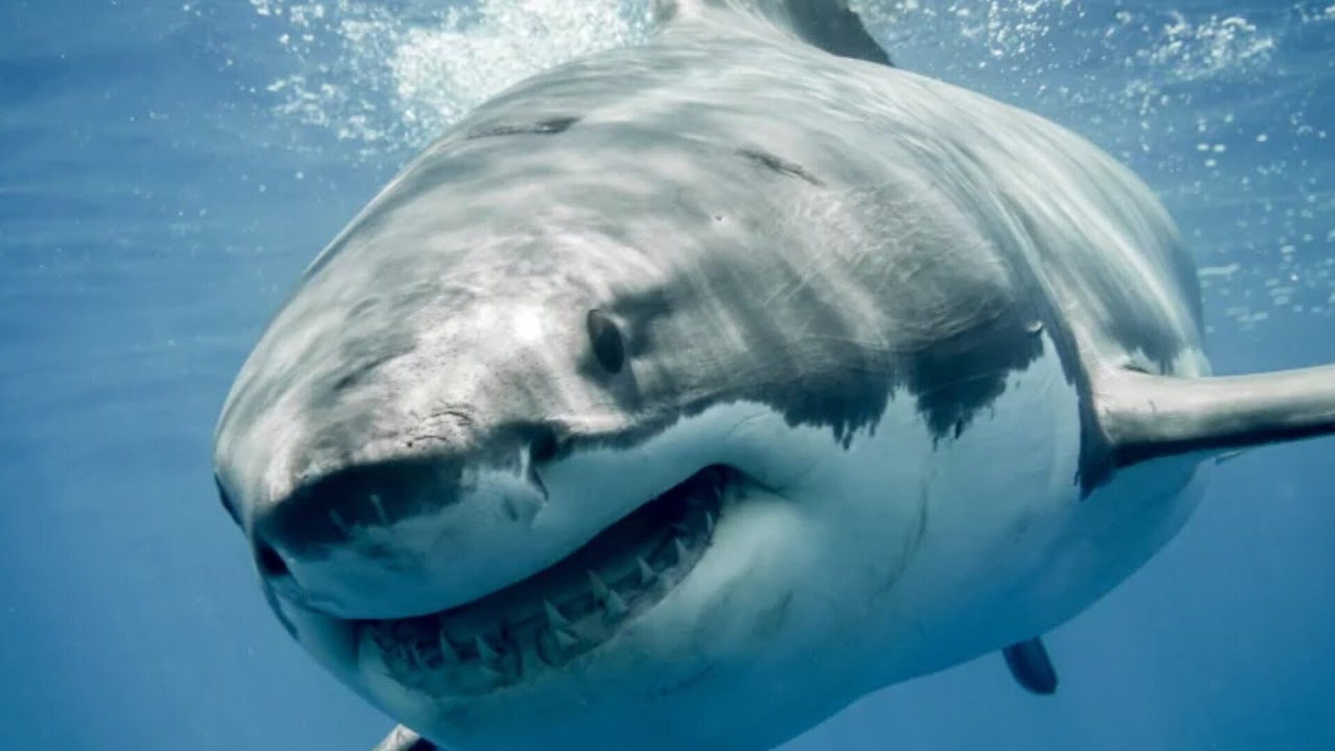 Video thumbnail for Why You Won't See A Great White Shark At An Aquarium