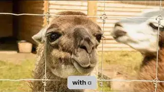 Video thumbnail for "Exploring the Enchanting World of Llamas: 10 Fun Facts You Didn't Know"