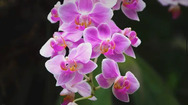 'Video thumbnail for Tea Time for Your Orchid: A Step-by-Step Guide to Reviving Your Plant'