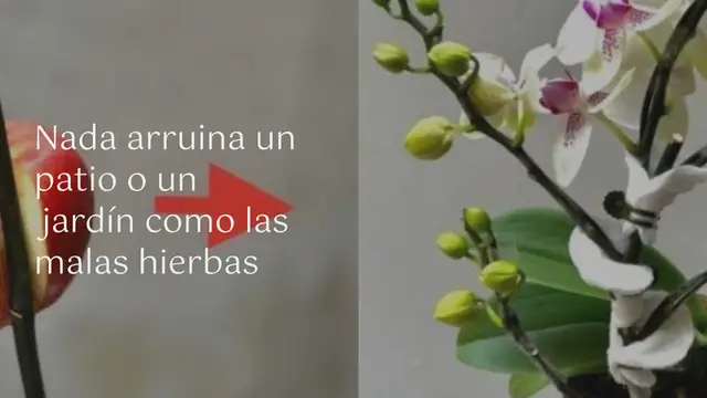 Video thumbnail for La forma más fácil y económica de eliminar las malas hierbas: