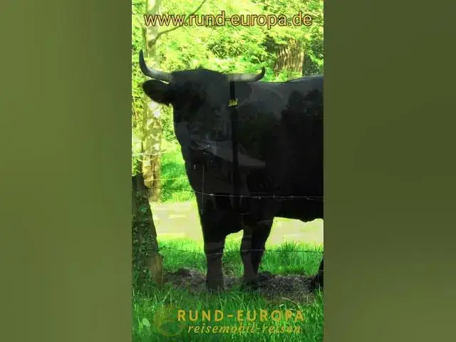 Video thumbnail for StellplatzTipp - bei den black welsh Rindern in Ekern #landvergnügen #wohnmobil #wohnmobilstellplatz