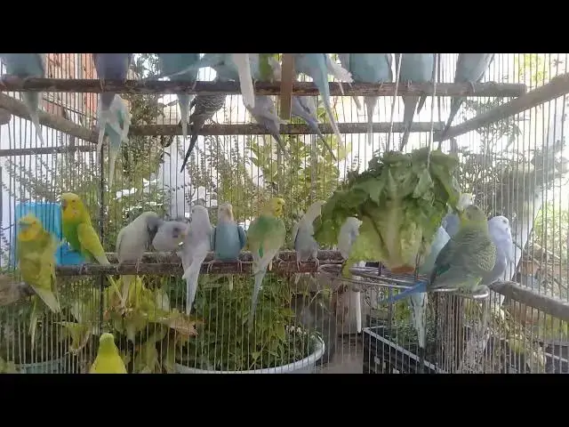 'Video thumbnail for 🎶 声も音楽もなし。インコのさえずりに癒されるだけ'
