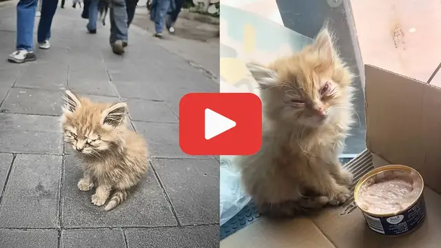 Video thumbnail for A Blind Kitten Sat Hopeless on the Street—Ignored by Those Who Passed